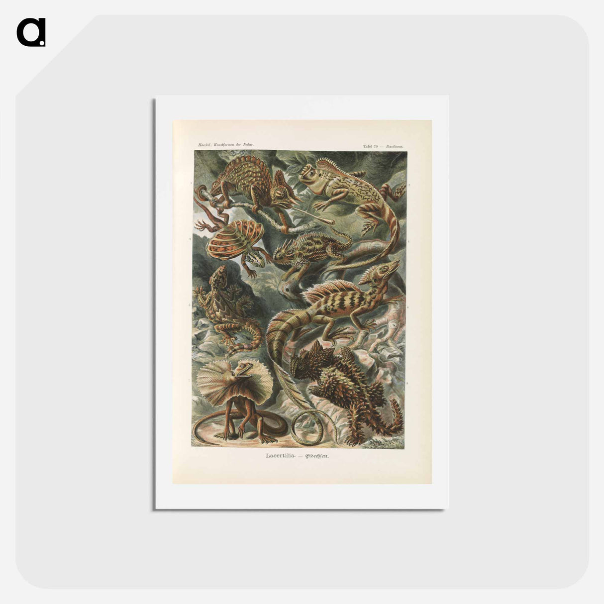 アートポストカード-Chameleon illustration from Kunstformen der Natur - エルンスト ヘッケル Postcard.