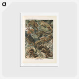 アートポストカード-Chameleon illustration from Kunstformen der Natur - エルンスト ヘッケル Postcard.