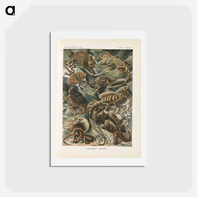 アートポストカード-Chameleon illustration from Kunstformen der Natur - エルンスト ヘッケル Postcard.