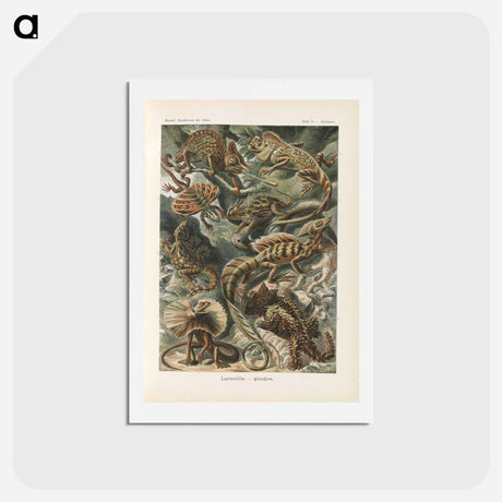 アートポストカード-Chameleon illustration from Kunstformen der Natur - エルンスト ヘッケル Postcard.