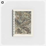 2-96_Ernst-Haeckel_memo