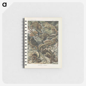 2-96_Ernst-Haeckel_memo