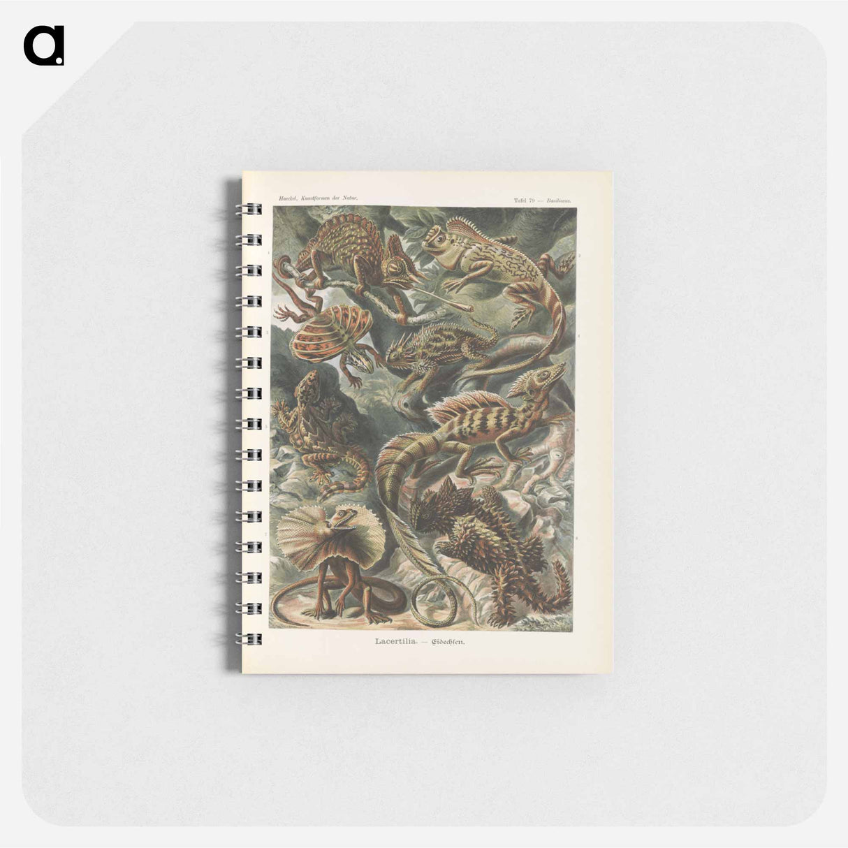 アートメモ帳-Chameleon illustration from Kunstformen der Natur - エルンスト ヘッケル Memo.