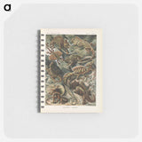 アートメモ帳-Chameleon illustration from Kunstformen der Natur - エルンスト ヘッケル Memo.