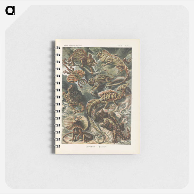 アートメモ帳-Chameleon illustration from Kunstformen der Natur - エルンスト ヘッケル Memo.