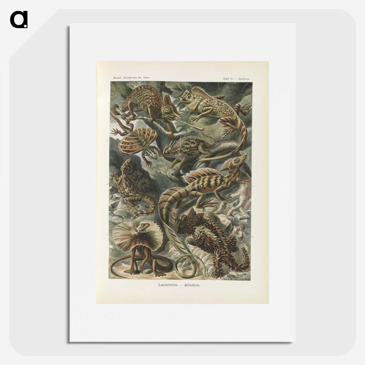 2-96_Ernst-Haeckel_picture