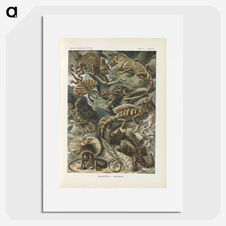 2-96_Ernst-Haeckel_picture