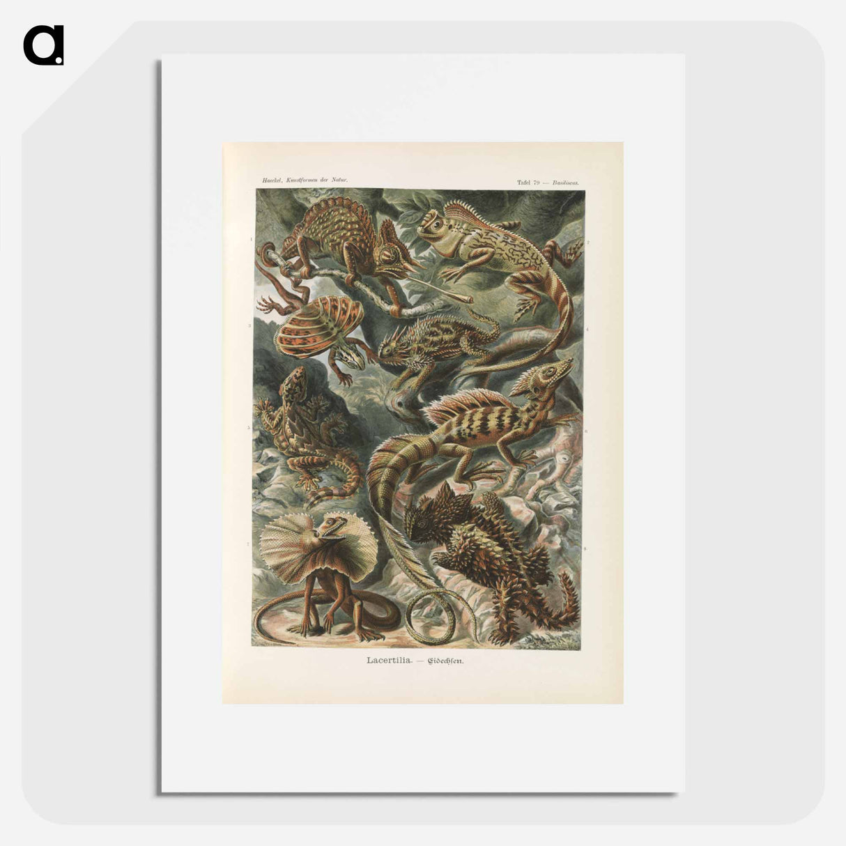 Chameleon illustration from Kunstformen der Natur - エルンスト ヘッケル Poster.