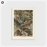アートポストカード-Chameleon illustration from Kunstformen der Natur - エルンスト ヘッケル Postcard.