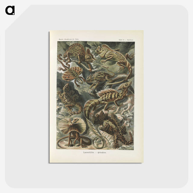 2-96_Ernst-Haeckel_postcard