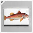 2-96_Ichtyologie-ou-Histoire-naturelle_canvas
