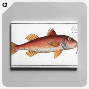 2-96_Ichtyologie-ou-Histoire-naturelle_canvas