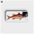 2-96_Ichtyologie-ou-Histoire-naturelle_phone
