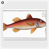 2-96_Ichtyologie-ou-Histoire-naturelle_picture-crop