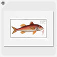 2-96_Ichtyologie-ou-Histoire-naturelle_picture