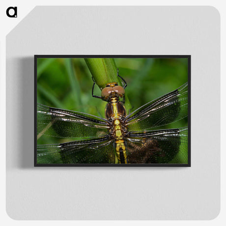 2-96_Insects-Unlocked-Project_blk-crop