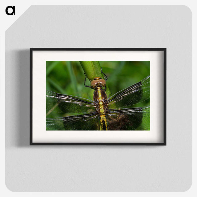 2-96_Insects-Unlocked-Project_blk