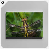 2-96_Insects-Unlocked-Project_canvas