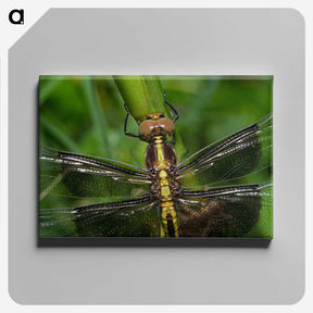 2-96_Insects-Unlocked-Project_canvas