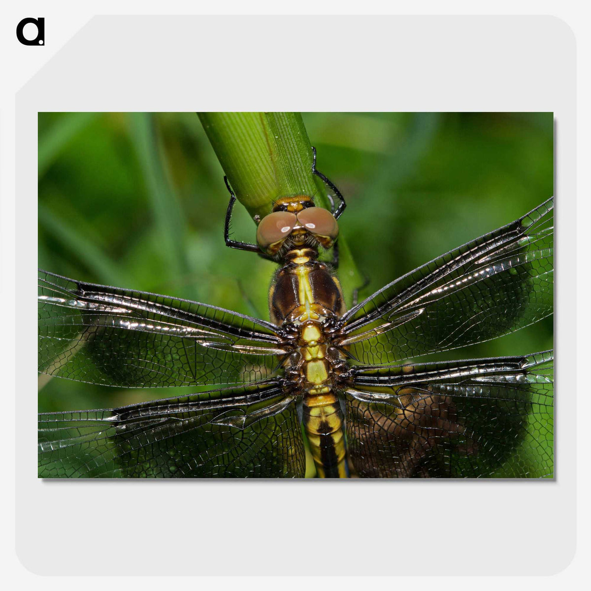 2-96_Insects-Unlocked-Project_picture-crop