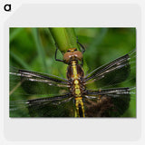 2-96_Insects-Unlocked-Project_picture-crop