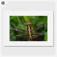 2-96_Insects-Unlocked-Project_picture