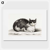 Lying cat - Jean Bernard Poster.