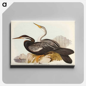 アートパネル-New Holland Darter
 - ジョン グールド Canvas.