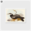 アートポストカード-New Holland Darter
 - ジョン グールド Postcard.