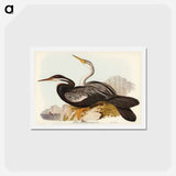 アートポストカード-New Holland Darter
 - ジョン グールド Postcard.