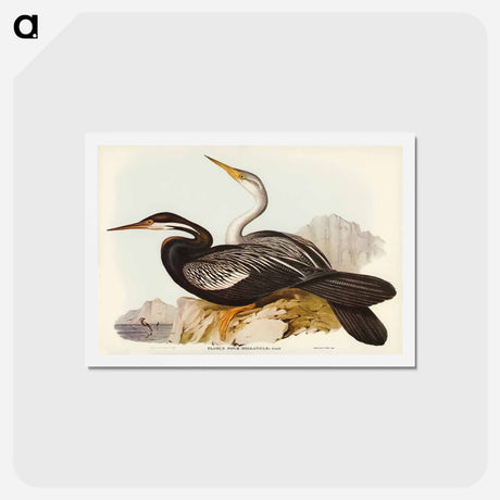 アートポストカード-New Holland Darter
 - ジョン グールド Postcard.