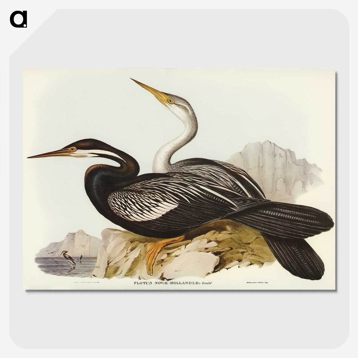 2-96_John-Gould_picture-crop