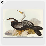 2-96_John-Gould_picture-crop