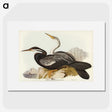 2-96_John-Gould_picture