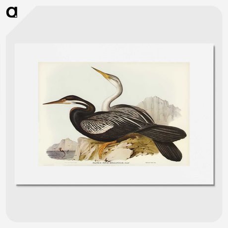 2-96_John-Gould_picture