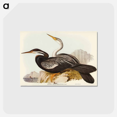 アートポストカード-New Holland Darter
 - ジョン グールド Postcard.