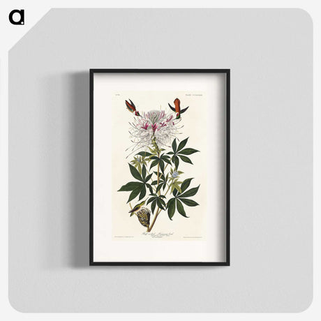 2-96_John-James-Audubon_blk