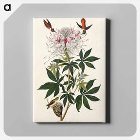 アートパネル-Ruff-necked Humming-bird
 - ジョン ジェームス オーデュボン Canvas.