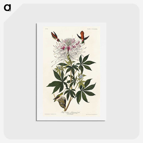 2-96_John-James-Audubon_hagaki