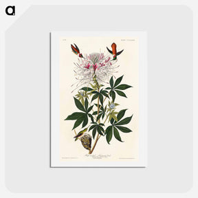 アートポストカード-Ruff-necked Humming-bird
 - ジョン ジェームス オーデュボン Postcard.