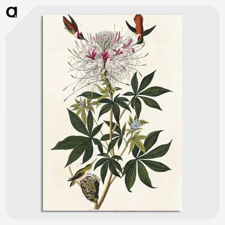 2-96_John-James-Audubon_picture-crop