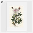 2-96_John-James-Audubon_picture