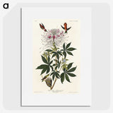 2-96_John-James-Audubon_picture