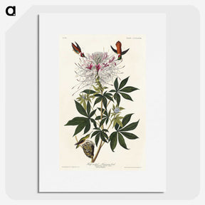 2-96_John-James-Audubon_picture