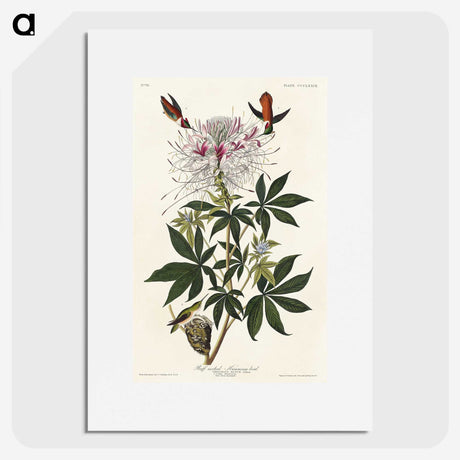 2-96_John-James-Audubon_picture
