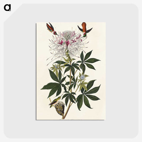 2-96_John-James-Audubon_postcard
