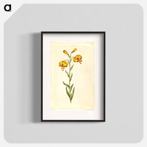 アートポスター-Lilium pyrenaicum
 - マリア ジビーラ メーリアン Poster.