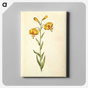 2-96_Maria-Sibylla-Merian_canvas