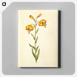 アートパネル-Lilium pyrenaicum
 - マリア ジビーラ メーリアン Canvas.
