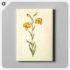 アートパネル-Lilium pyrenaicum
 - マリア ジビーラ メーリアン Canvas.